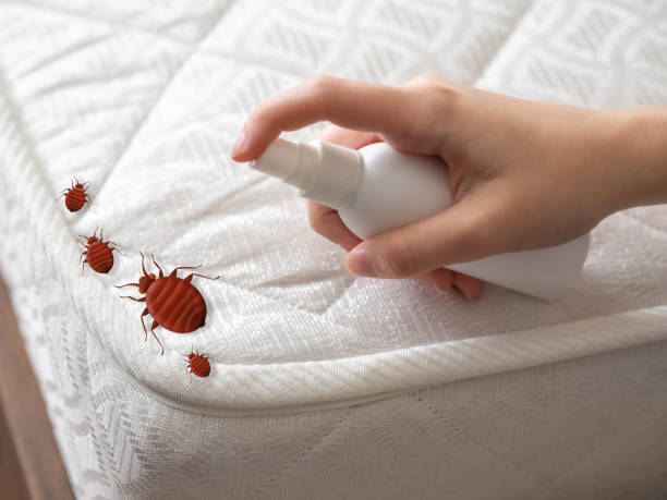 Best Termite Control Services  in Long Beach, WA