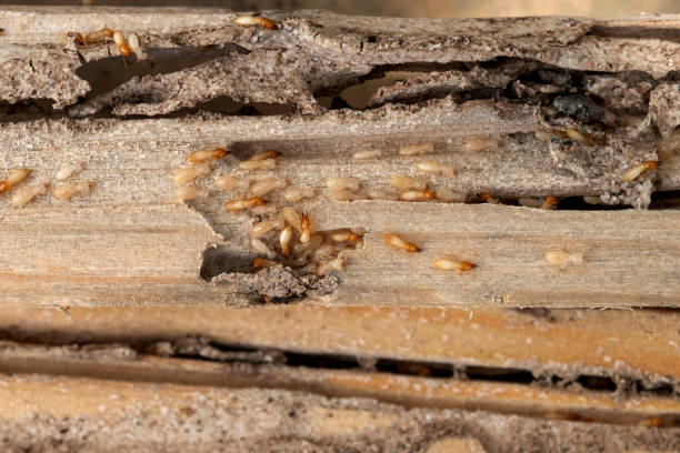 Best Flea Control Services  in Long Beach, WA